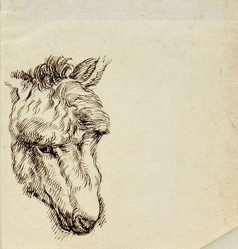 STUDY OF THE HEAD OF A TWO-MONTH-OLD DONKEY